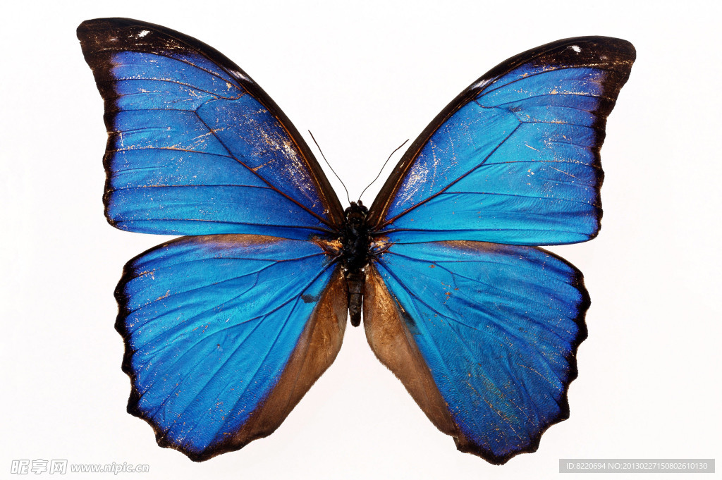 蓝色蝴蝶 凤蝶