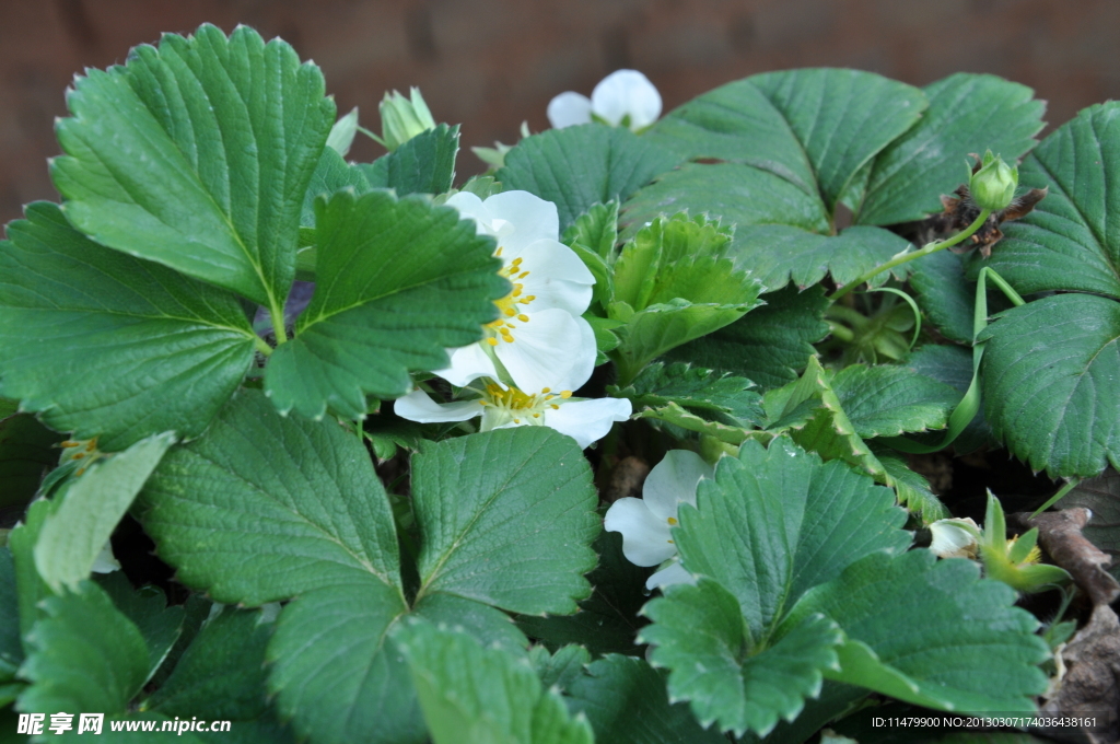 草莓花