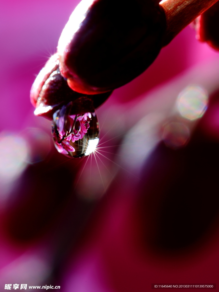 蝴蝶兰花瓣 水珠