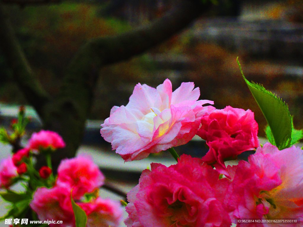 牡丹 (注非高清)