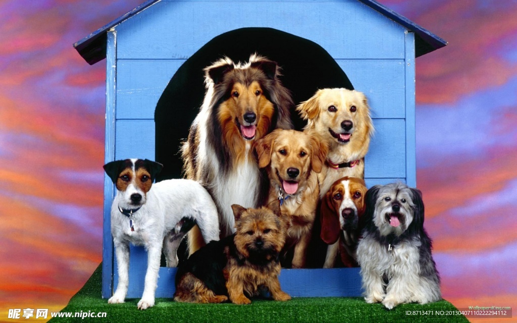 可爱 狗狗 贝贝