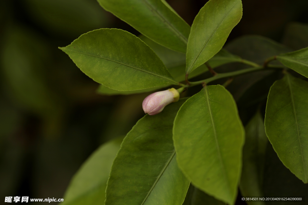 绿叶花蕾