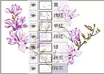 玉兰花(通道分层)