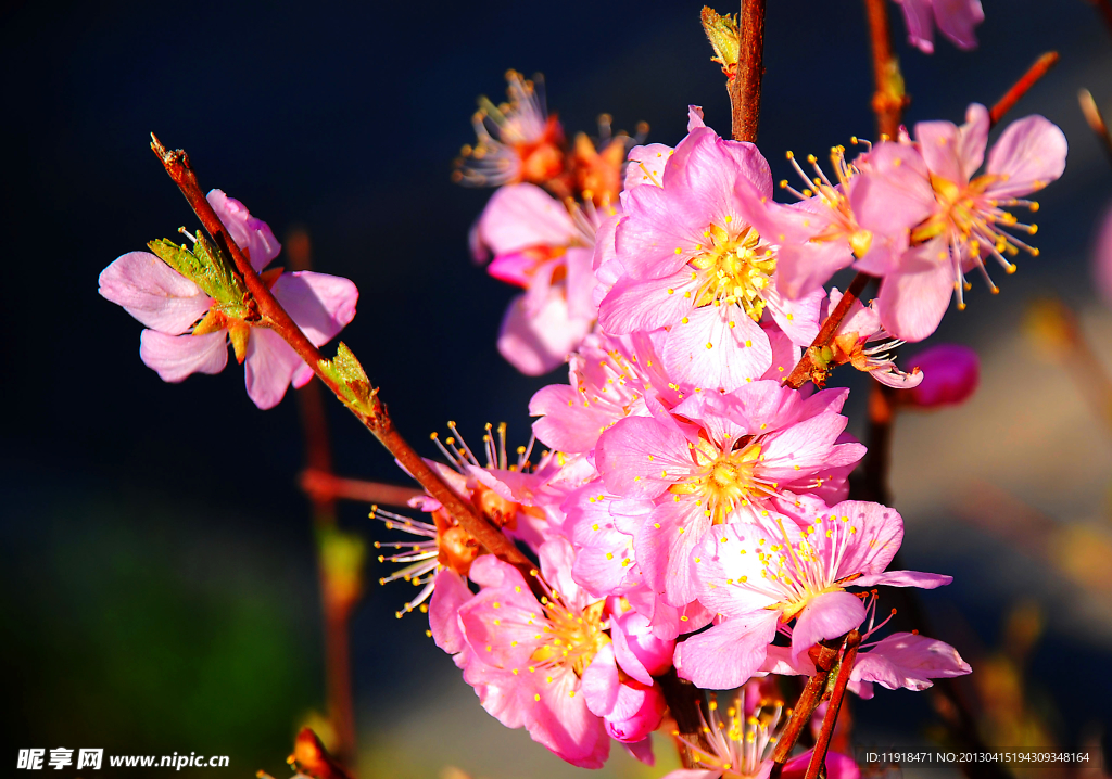 春天的榆叶梅花
