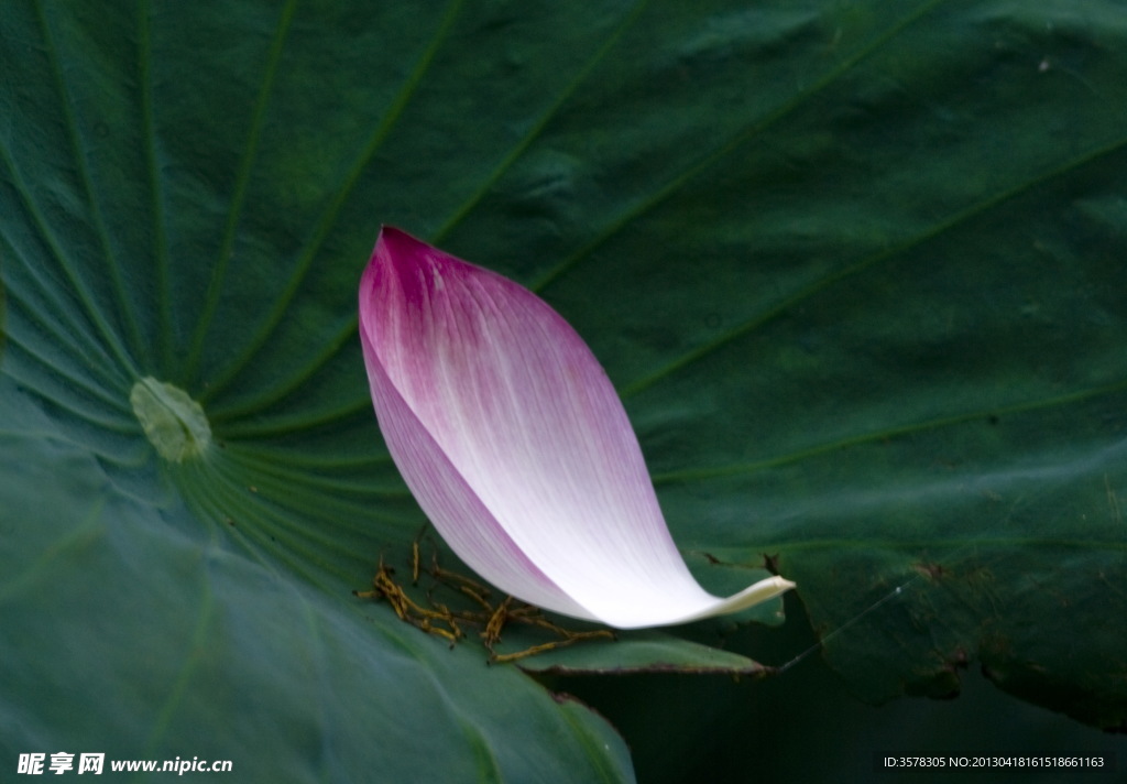 一叶荷花瓣