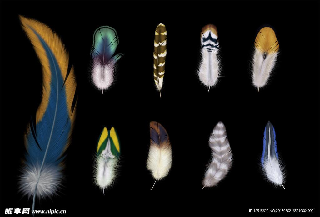 彩色羽毛psd素材