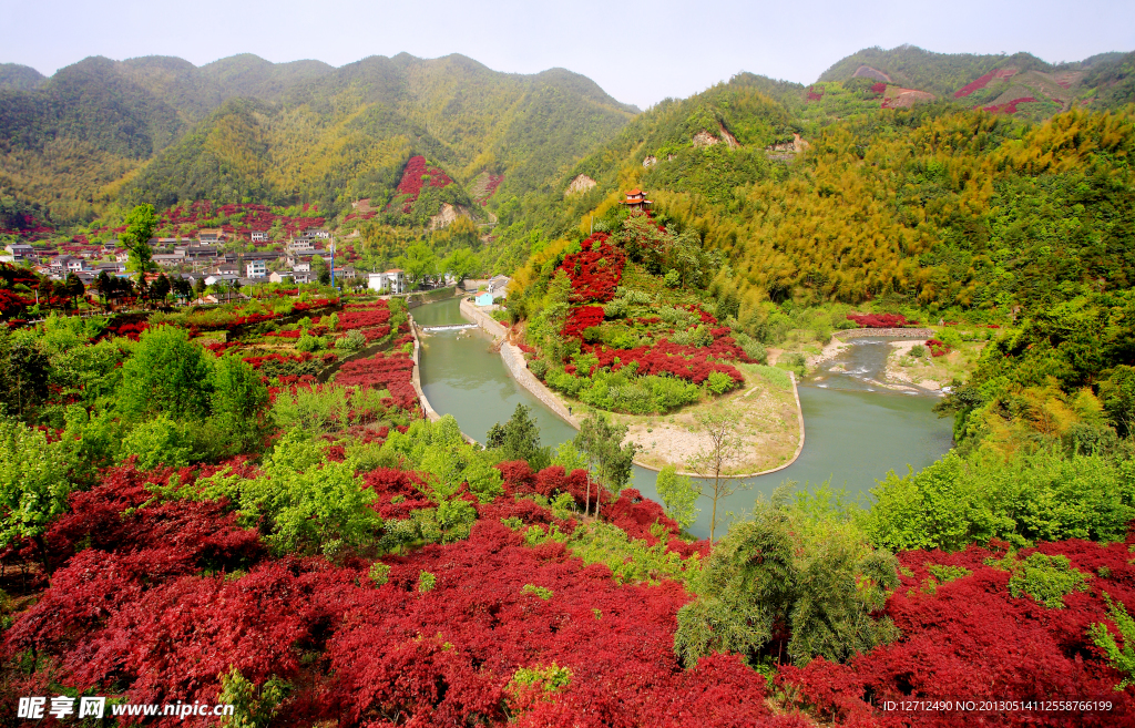 余姚四明山红枫林