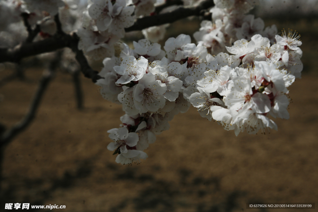 杏花摄影