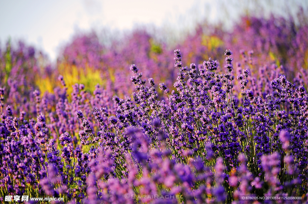 薰衣草 紫色 花卉