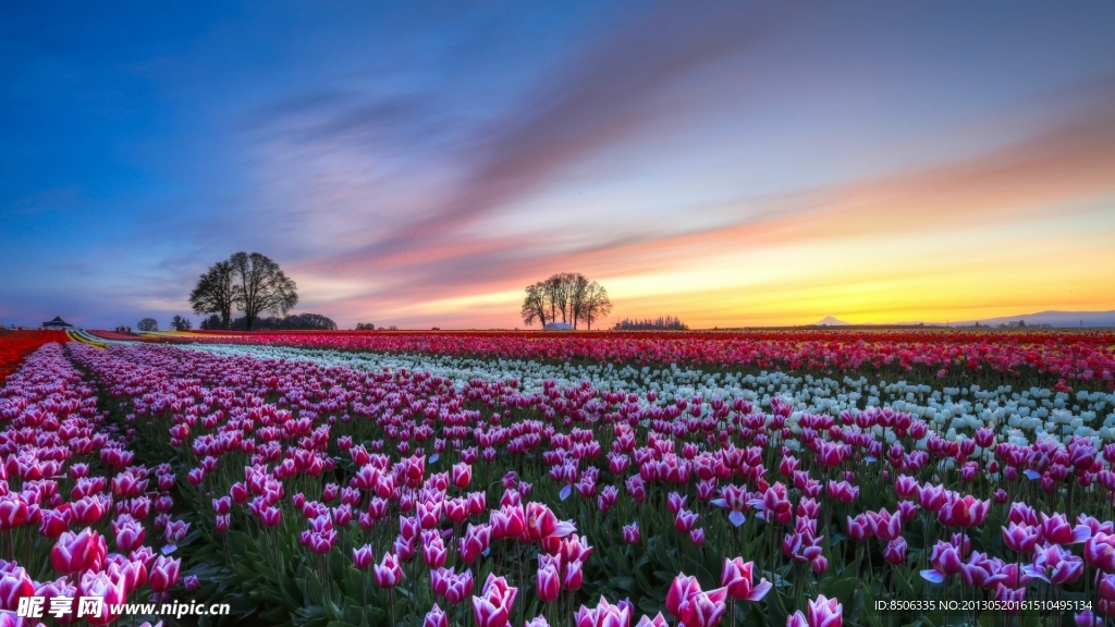 白紫色 郁金花场