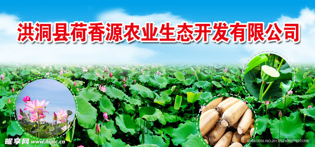 农业 生态 荷花