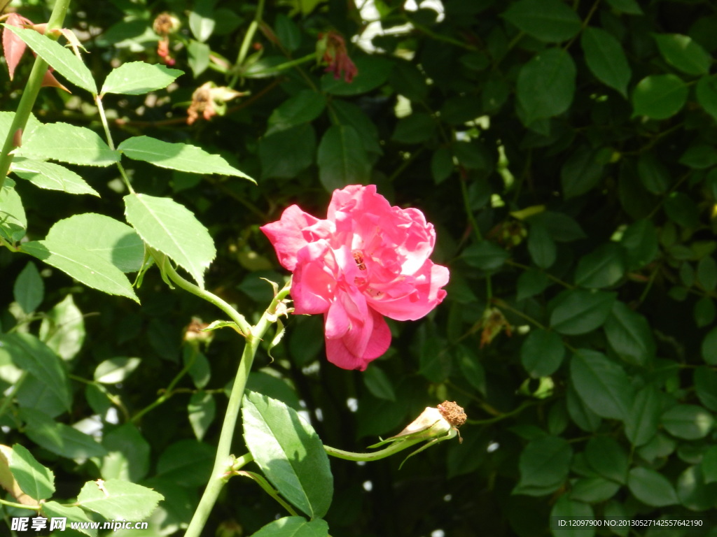 一朵盛开的花儿