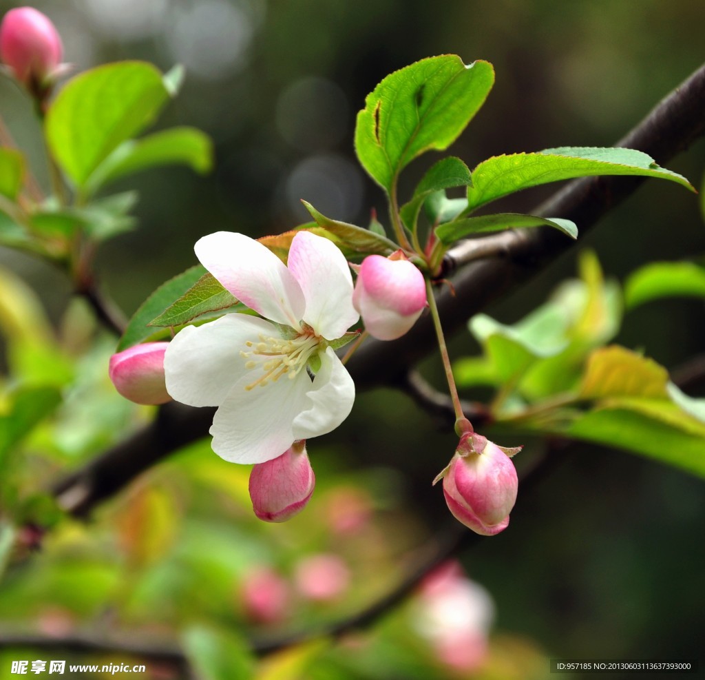 海棠花 花朵 背景