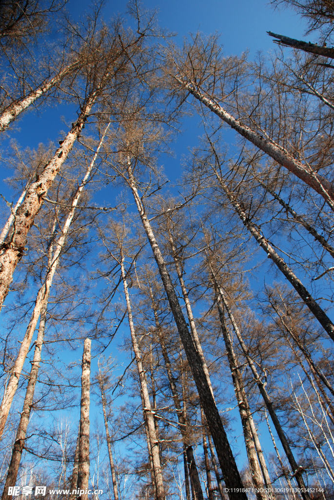 高耸 鹰嘴崖松林