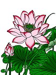 荷花矢量
