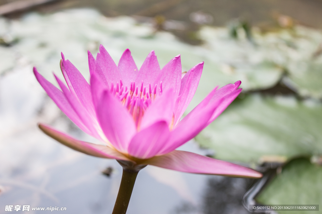 莲花 荷花 红莲