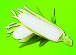 玉米图