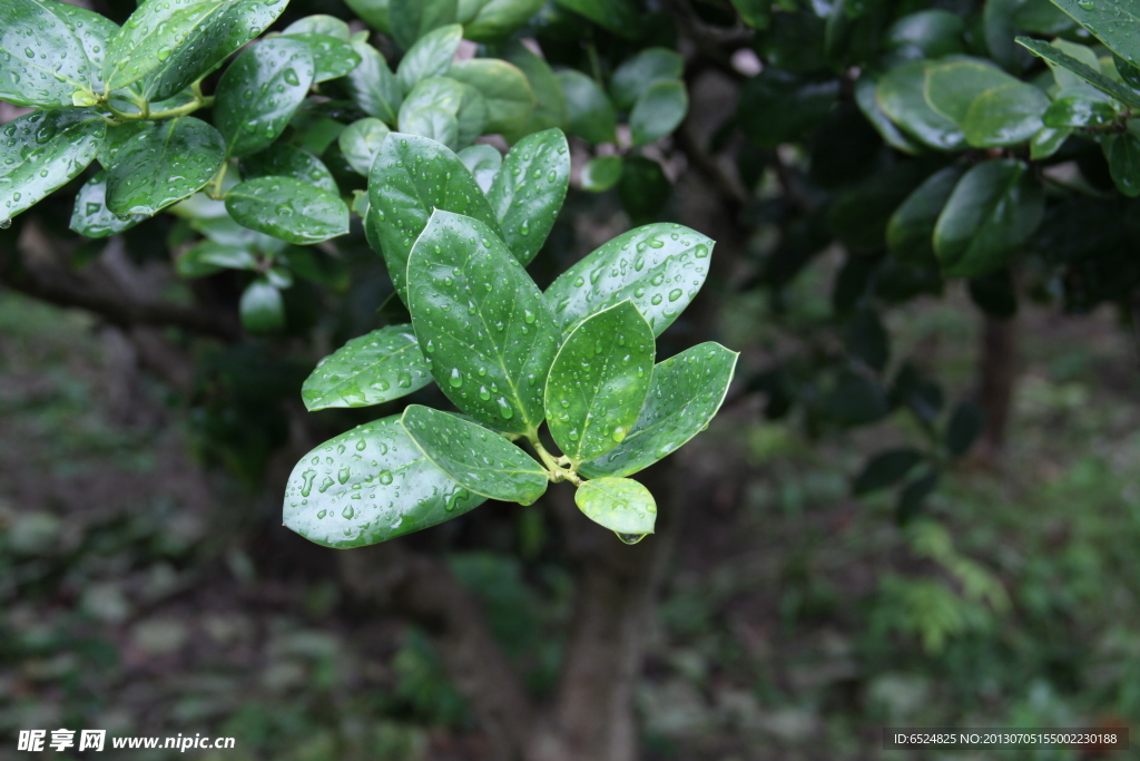 孤立在雨后树叶