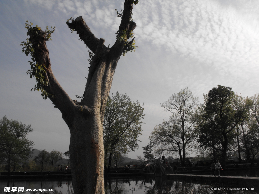 宏村 古树 河流