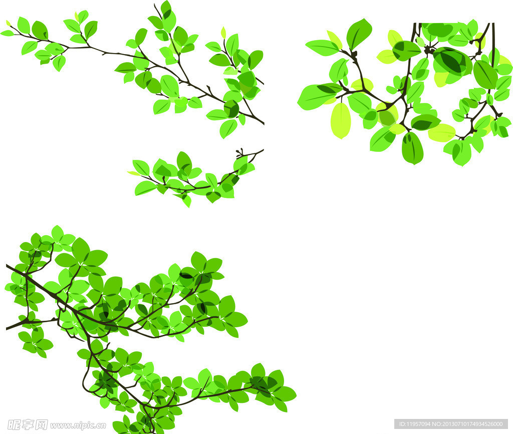 树枝 树叶 叶子