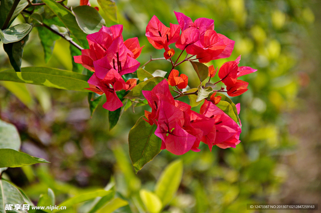 三角梅图片素材下载