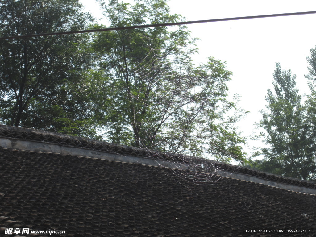 蜘蛛网