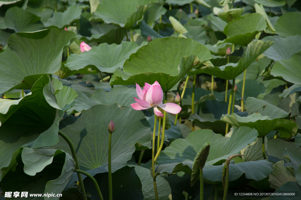 莲花湖中的荷花