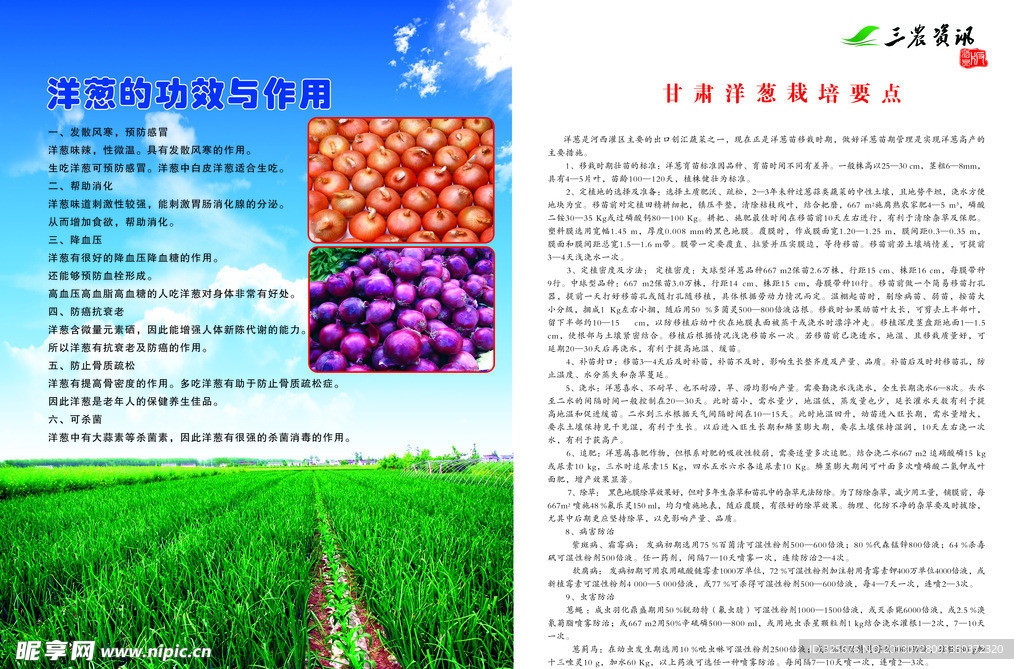 洋葱 三农资讯