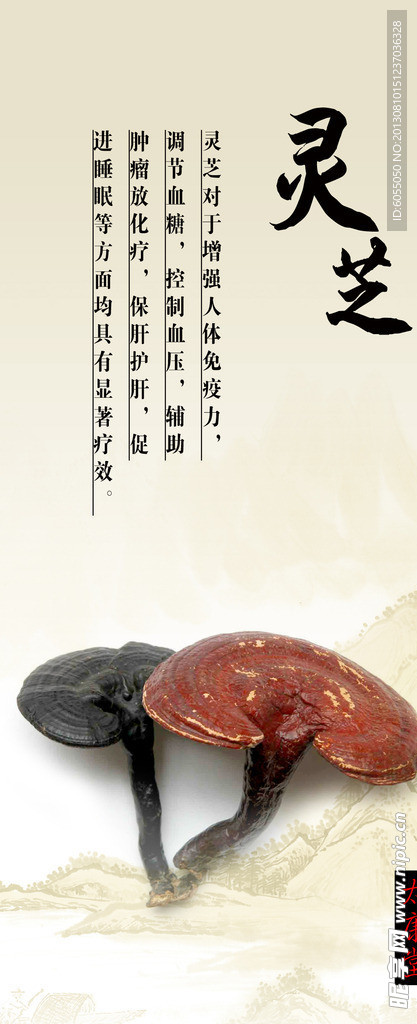 灵芝 中医展板