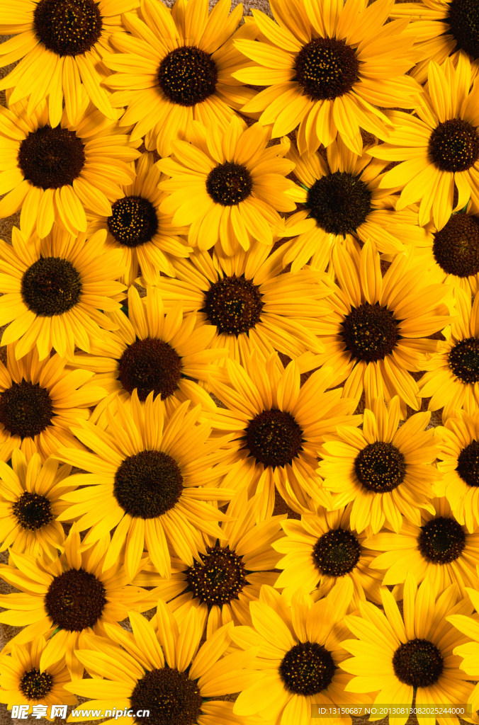 向日葵花朵背景素材