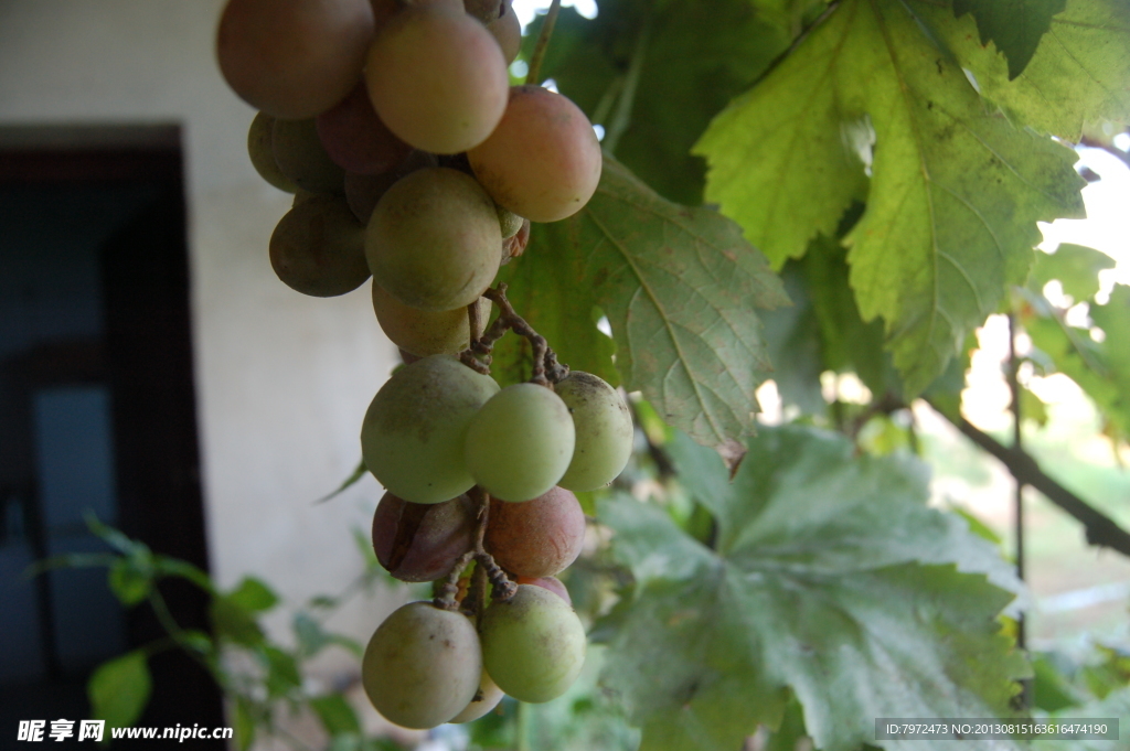 阳台葡萄