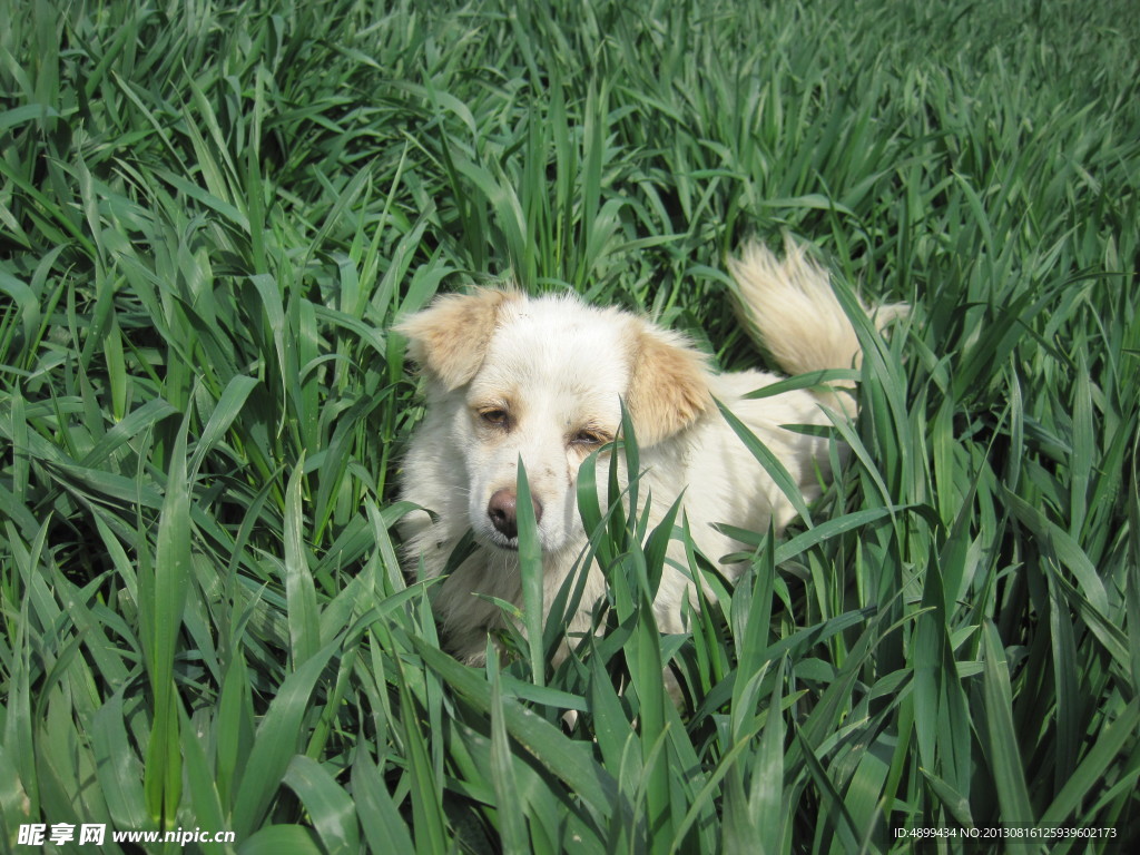 麦田白狗