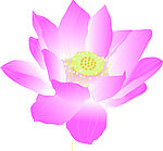 唯美小清新养眼荷花图