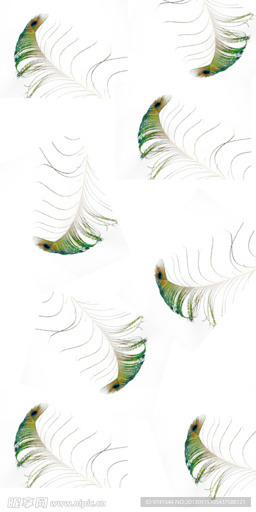 绿色孔雀羽毛