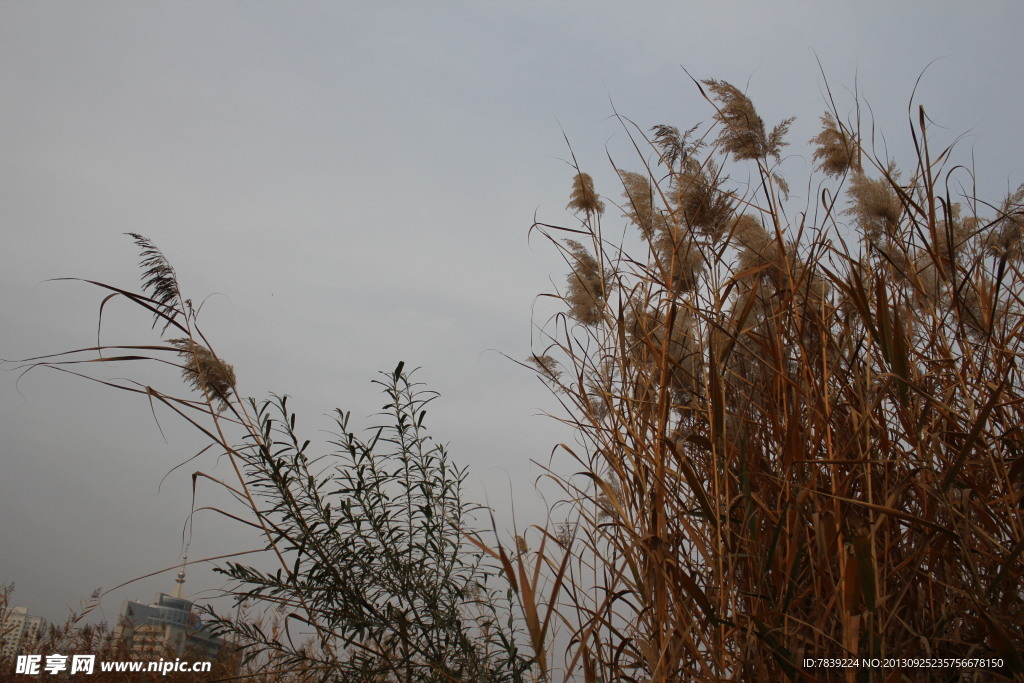 芦苇