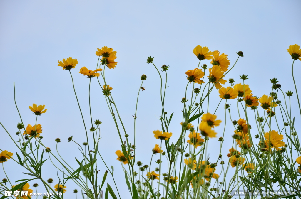 迎风飘扬的山花