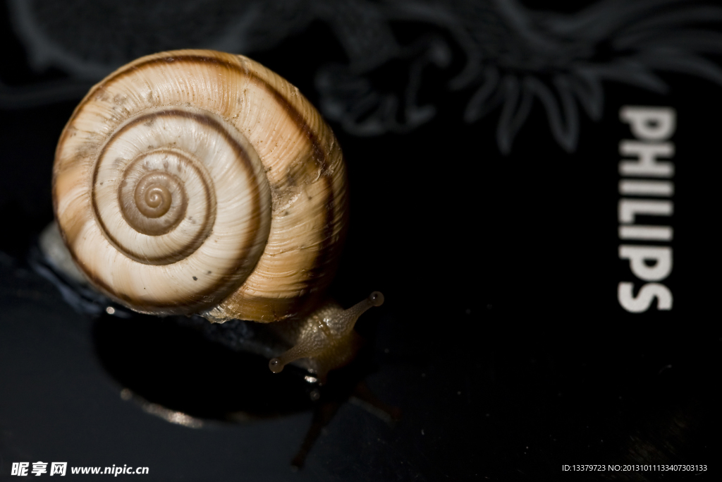 蜗牛爬上手机壳