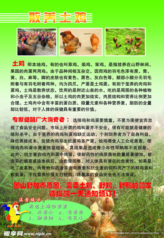 土鸡彩页