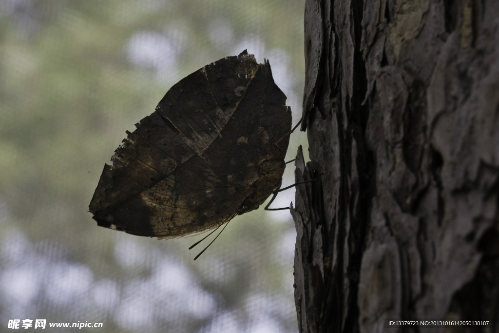 树干上的枯叶蝶