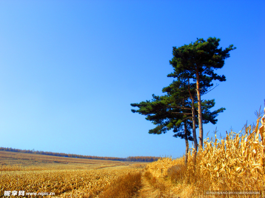 金色秋天风景图片