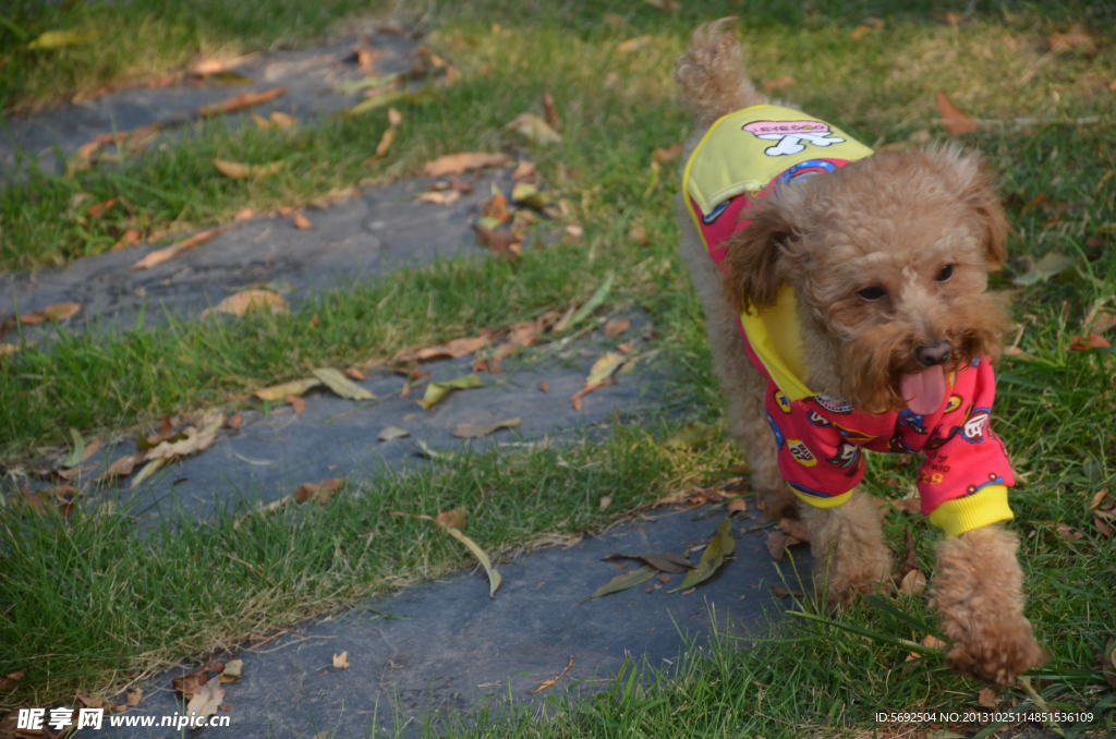 成年泰迪 宠物狗