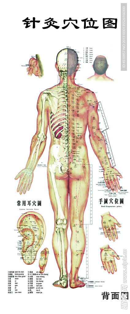 针灸穴位背面图