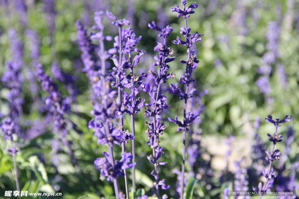 薰衣草