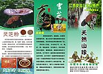 灵芝宣传单