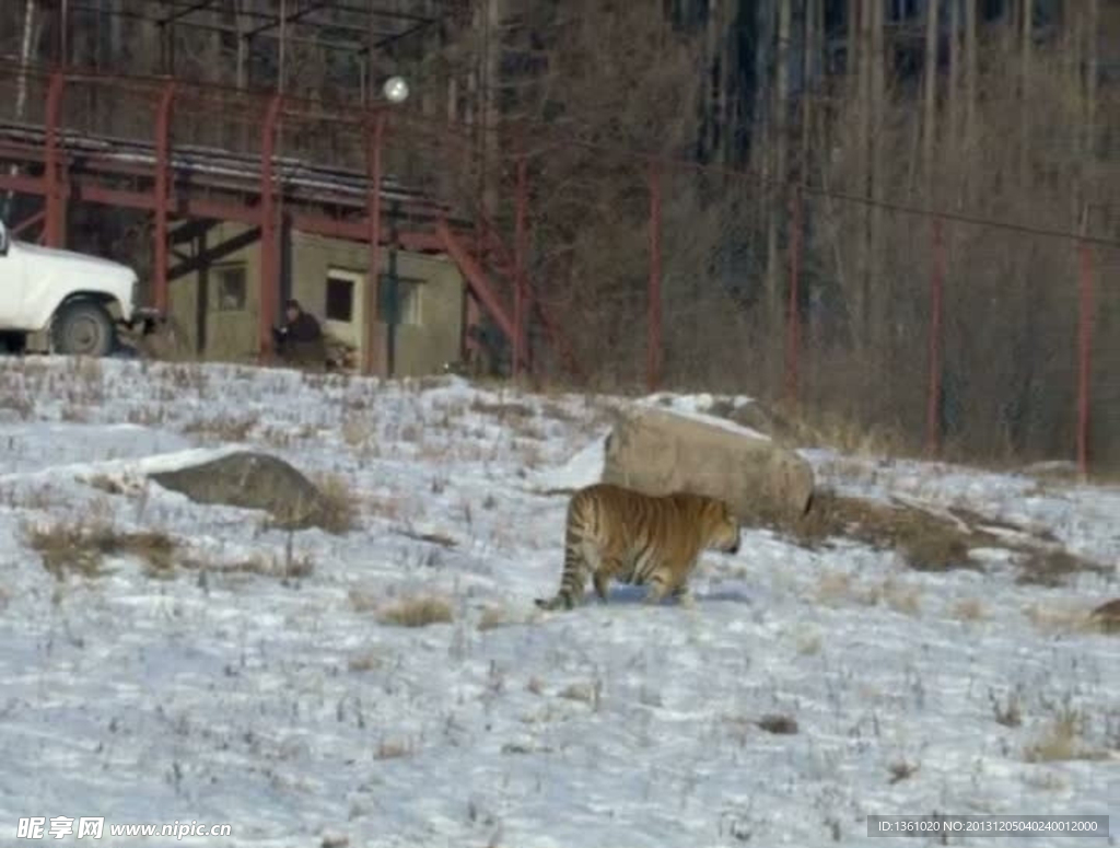 东北虎视频素材