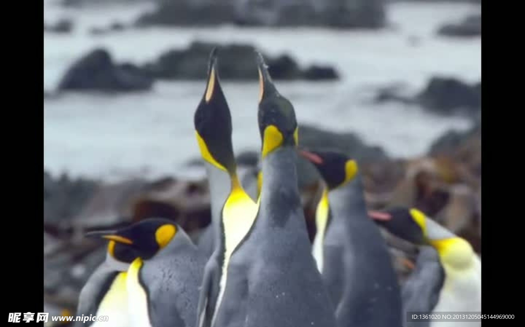 企鹅背景视频素材