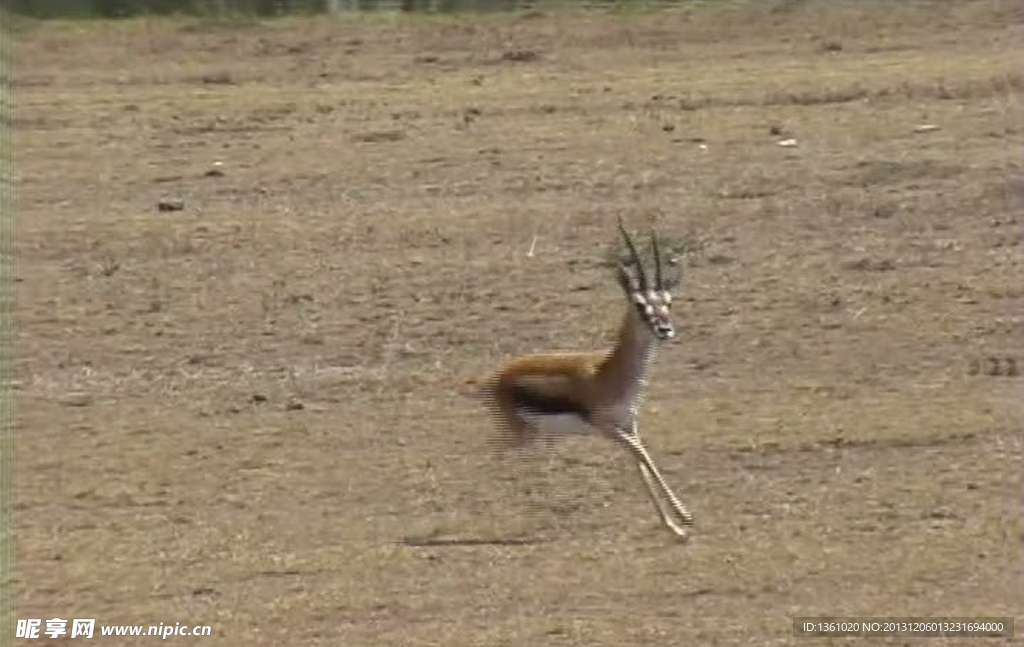小鹿活动视频频素材