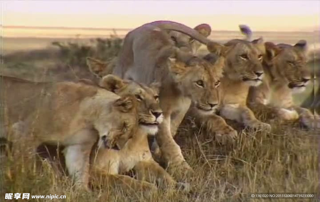 狮子活动视频频素材