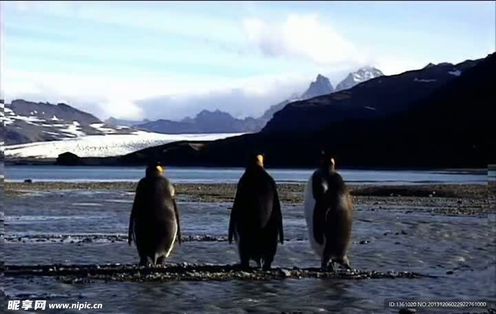企鹅背景视频素材