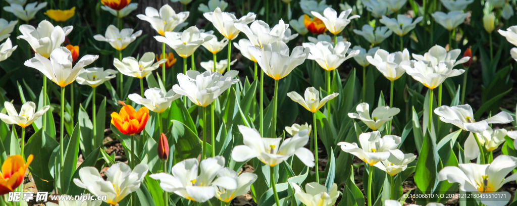 白色郁金香花田